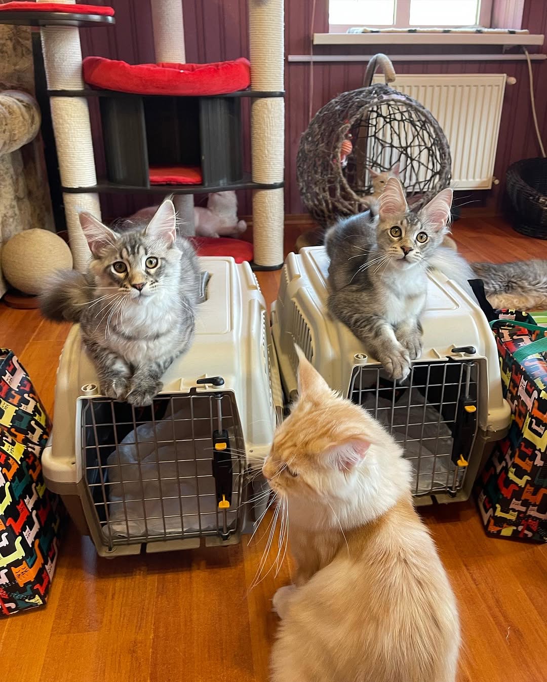 Maine Coon Cat Breed Information