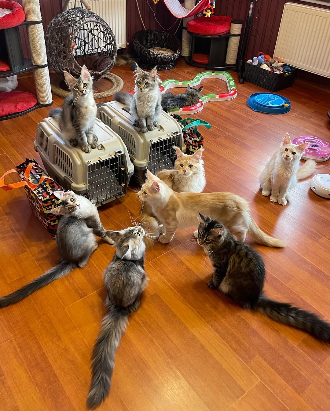 Maine Coon Temperament