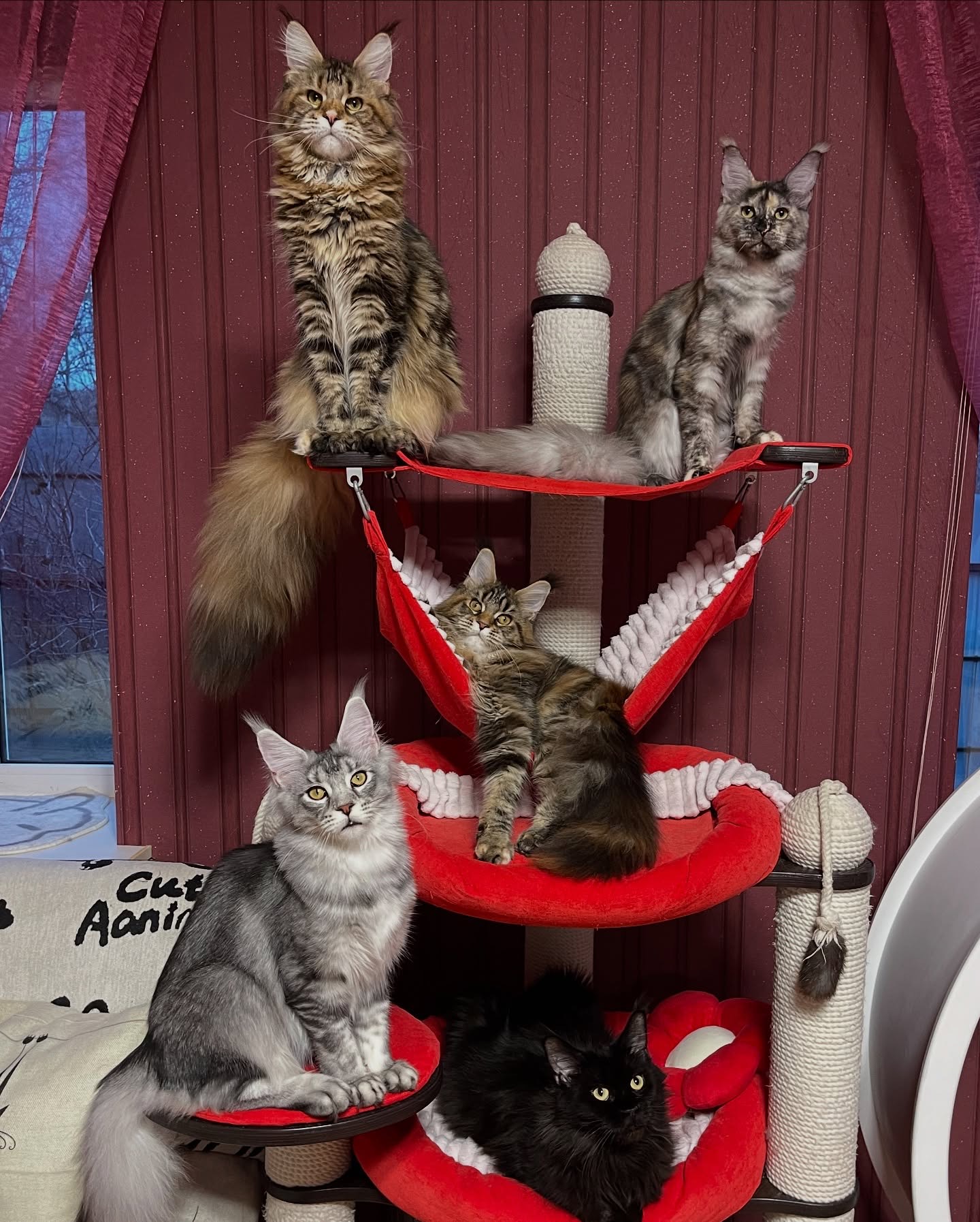 Maine Coon Cat Breed Information