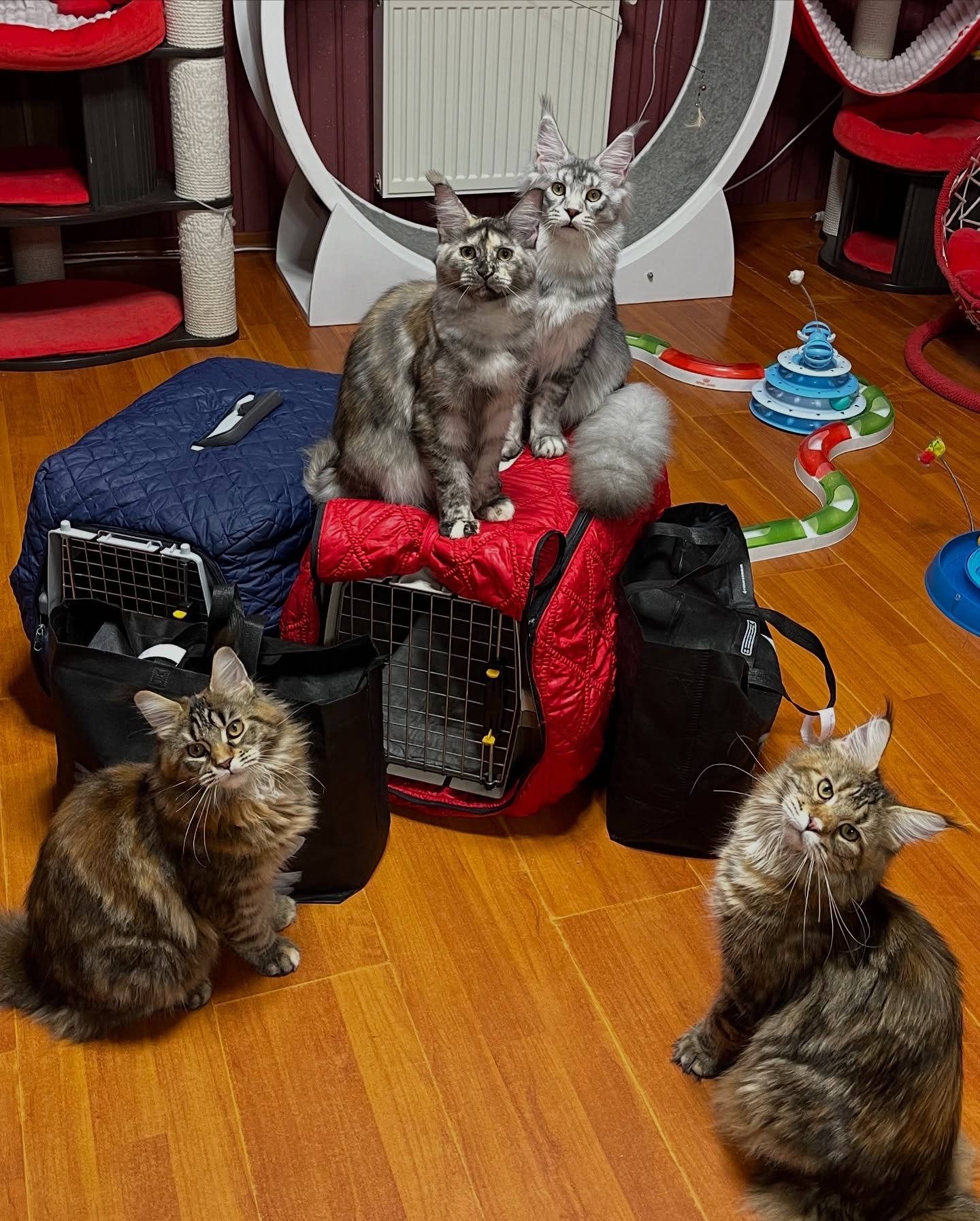 Maine Coon Temperament