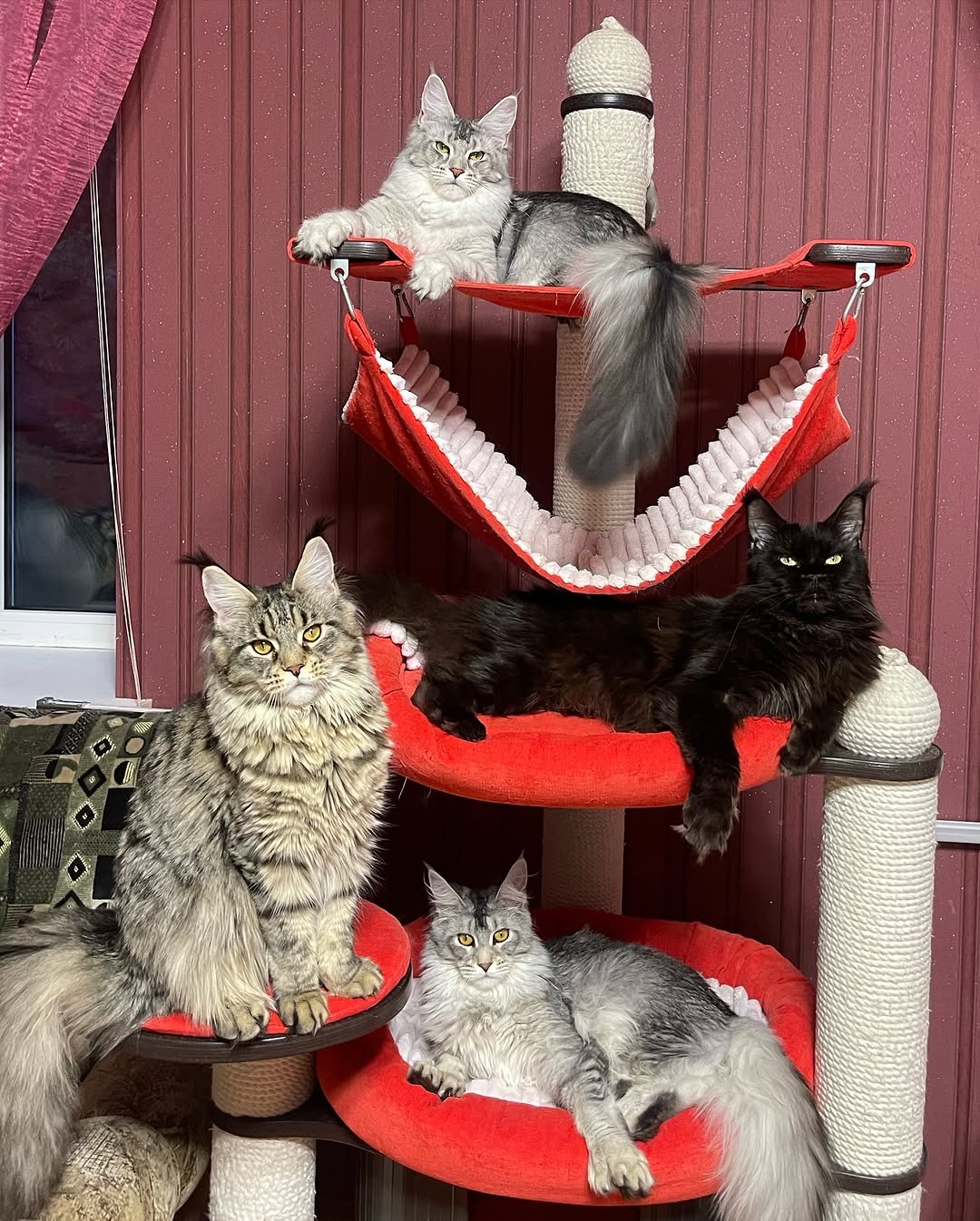 MN Maine Coon Stud Services