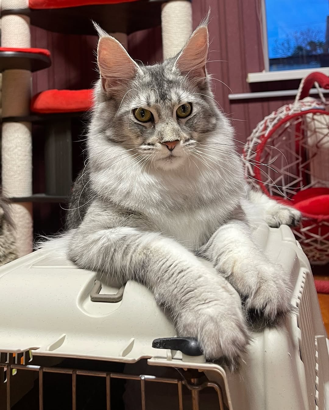 Maine Coon Stud Waxa with Kittens
