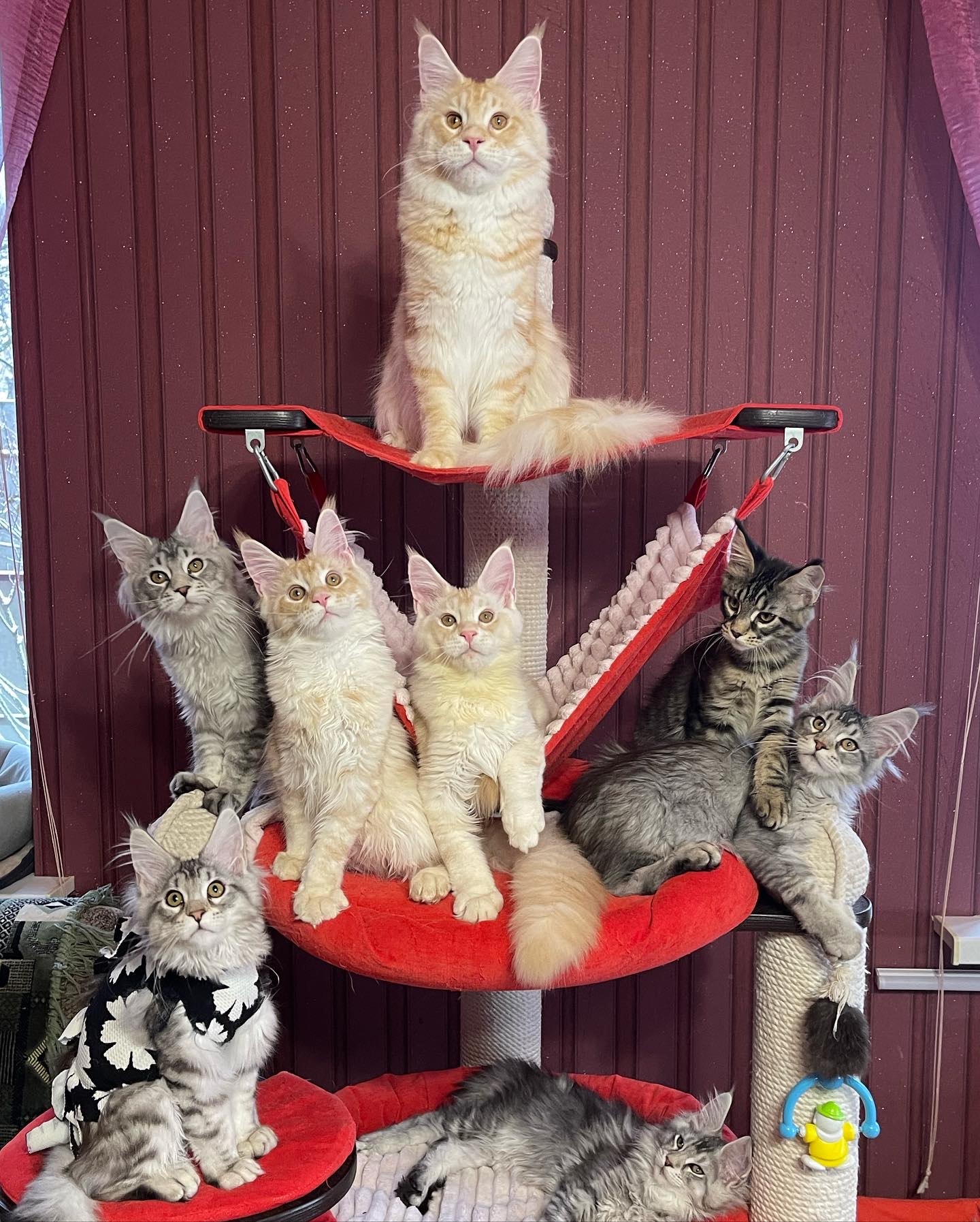 Maine Coon Cat Breed Information