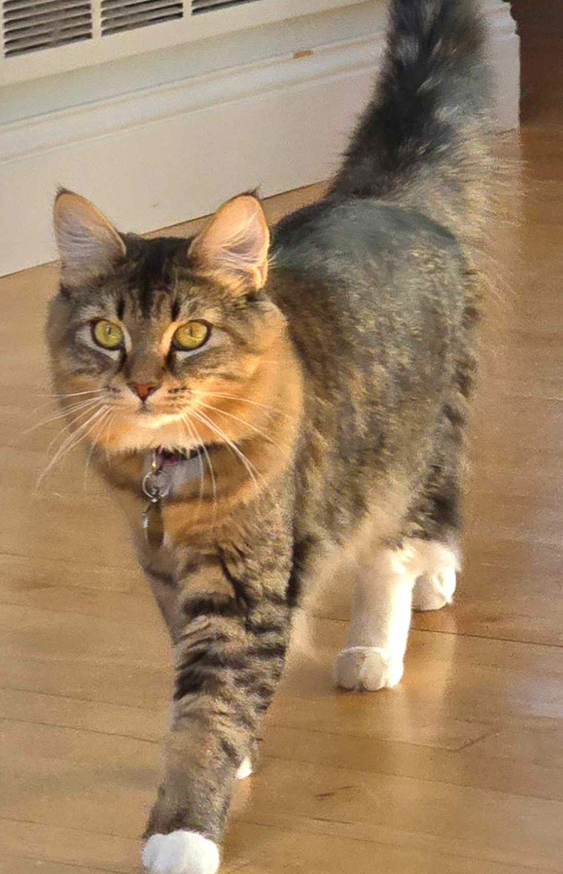 Lailani Maine Coon Queen