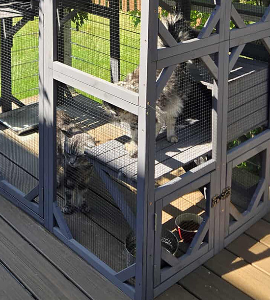 Maine Coon Temperament