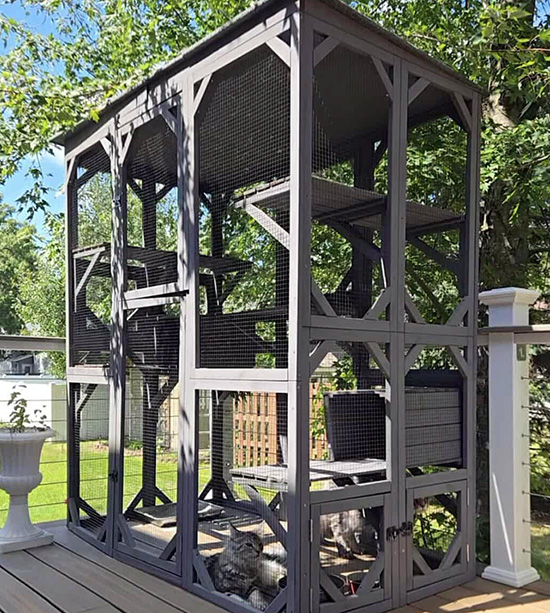 Maine Coon Cat Breed Information