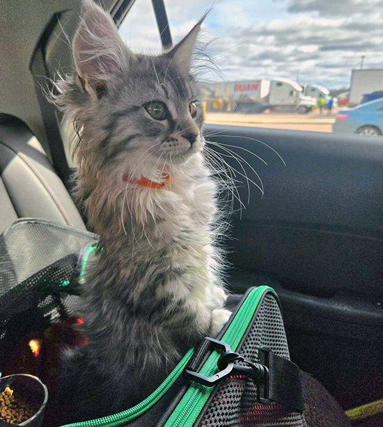 Maine Coon Temperament