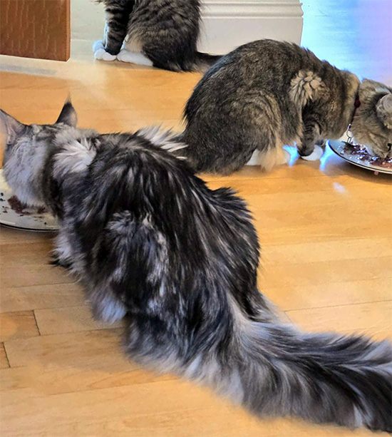 raw-food-maine-coons Maine Coon Temperament